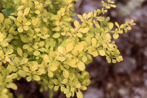 Berberis thunbergii -