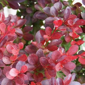   Berberis thunbergii 'Atropurpurea' - Japán vérborbolya