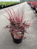 Berberis thunbergii - 'Harlequin' - Japán borbolya