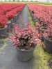 Berberis thunbergii - 'Harlequin' - Japán borbolya
