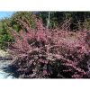 Berberis thunbergii - 'Harlequin' - Japán borbolya