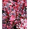 Berberis thunbergii - 'Harlequin' - Japán borbolya