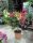 Bougainvillea "Tricolor Innestato" - Murvafürt