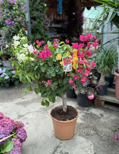 Bougainvillea "Tricolor Innestato" - Murvafürt