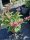 Buddleja davidii Butterfly Candy 'Little Pink' - Nyári orgona