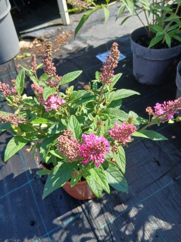 Buddleja davidii Butterfly Candy 'Little Pink' - Nyári orgona