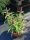 Buddleja davidii Butterfly Candy 'Little Purple' - Nyári orgona