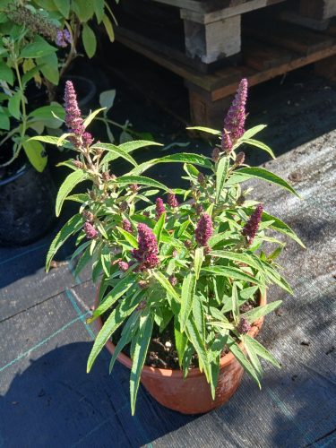 Buddleja davidii Butterfly Candy 'Little Purple' - Nyári orgona