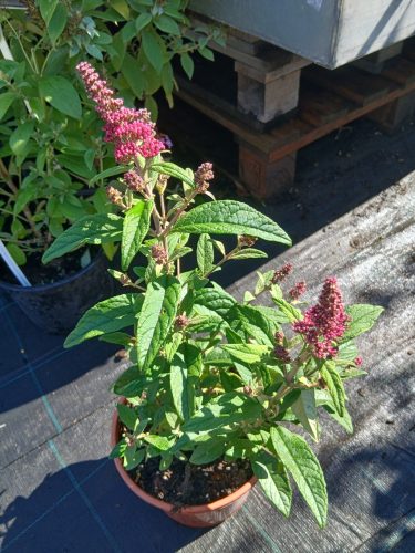 Buddleja davidii Butterfly Candy 'Little Ruby' - Nyári orgona