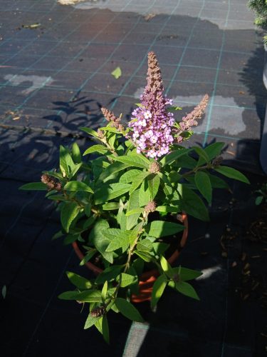 Buddleja davidii Butterfly Candy 'Little Sweetheart' - Nyári orgona