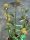 Buddleja davidii - Nyári orgona (sárga)
