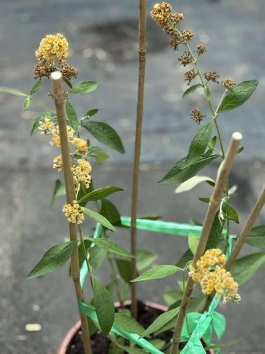 Buddleja davidii - Nyári orgona (sárga)