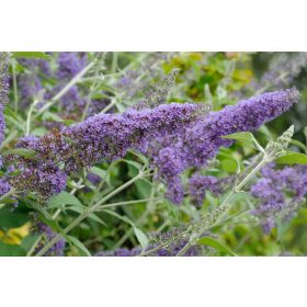   Buddleia davidii 'Nanho Blue' – Kék virágú törpe nyáriorgona