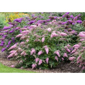 Buddleja David - törpe nyári orgona