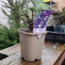 Buddleja mix - Nyáriorgona mix (11cm)