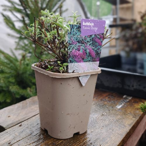 Buddleja mix - Nyáriorgona mix (11cm)