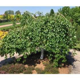   Betula utilis 'Long Trunk' - Csüngő himalájai nyír