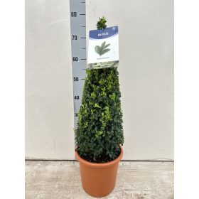 Buxus sempervirens cone - örökzöld puszpáng
