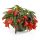 Begonia Waterfall "Encanto orange" - Begónia
