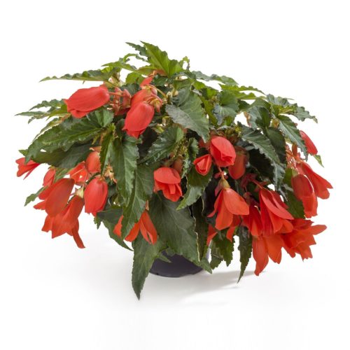 Begonia Waterfall "Encanto orange" - Begónia