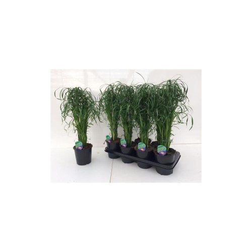 Cyperus alternifolius - Vízipálma 