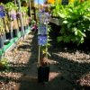 Clematis 'Arabella' - Klematisz