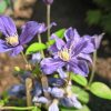 Clematis 'Arabella' - Klematisz