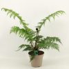 Cyathea australis - Ausztrál serlegpáfrány