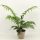 Cyathea australis - Ausztrál serlegpáfrány