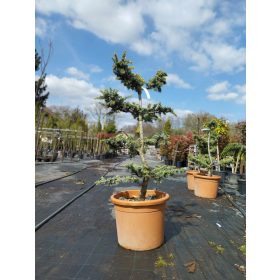   Cedrus atlantica 'Aurea' Bonsai – Arany atlasz cédrus