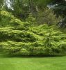 Cedrus atlantica 'Aurea' Bonsai – Arany atlasz cédrus