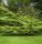 Cedrus atlantica 'Aurea' Bonsai – Arany atlasz cédrus