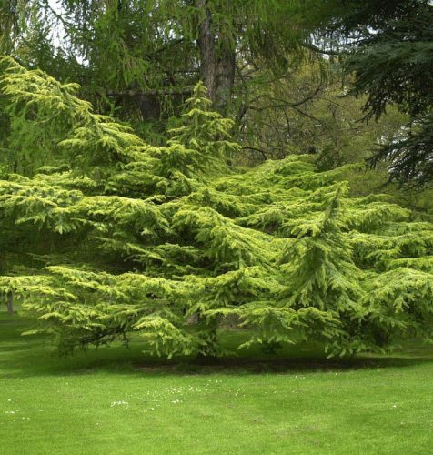 Cedrus atlantica 'Aurea' Bonsai – Arany atlasz cédrus