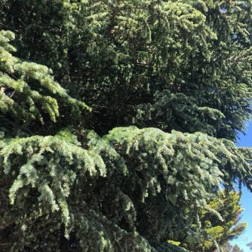 Cedrus atlantica 'Aurea' Bonsai – Arany atlasz cédrus