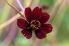 Cosmos atrosanguineus ‘Chocolate’ – bordó pillangóvirág