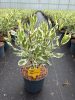Cornus alba 'Elegantissima' - Fehértarka fehér som