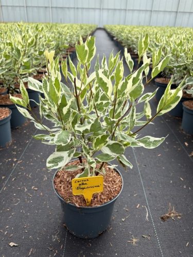 Cornus alba 'Elegantissima' - Fehértarka fehér som