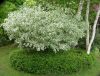 Cornus alba 'Elegantissima' - Fehértarka fehér som