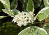 Cornus alba 'Elegantissima' - Fehértarka fehér som