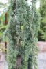 Cedrus atlantica 'Glauca pendula' - Kék atlasz csüngő cédrus