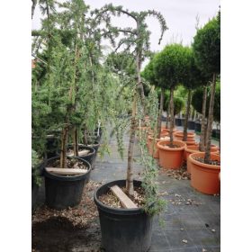   Cedrus atlantica 'Glauca pendula' - Kék atlasz csüngő cédrus
