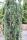 Cedrus atlantica 'Glauca pendula' - Kék atlasz csüngő cédrus