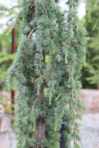 Cedrus atlantica 'Glauca pendula' - Kék atlasz csüngő cédrus