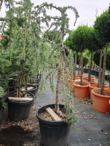 Cedrus atlantica 'Glauca pendula' - Kék atlasz csüngő cédrus