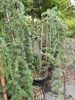 Cedrus atlantica 'Glauca pendula' - Kék atlasz csüngő cédrus
