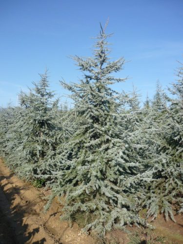 Cedrus atlantica 'Glauca' - Kék atlasz cédrus