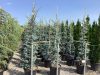 Cedrus atlantica 'Glauca' - Kék atlasz cédrus