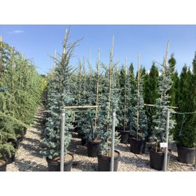 Cedrus atlantica 'Glauca' - Kék atlasz cédrus