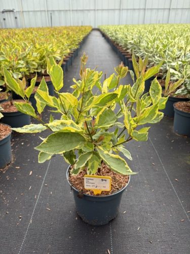 Cornus alba 'Gouchaultii' – Sárgatarka som