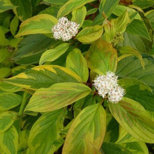 Cornus alba 'Gouchaultii' – Sárgatarka som